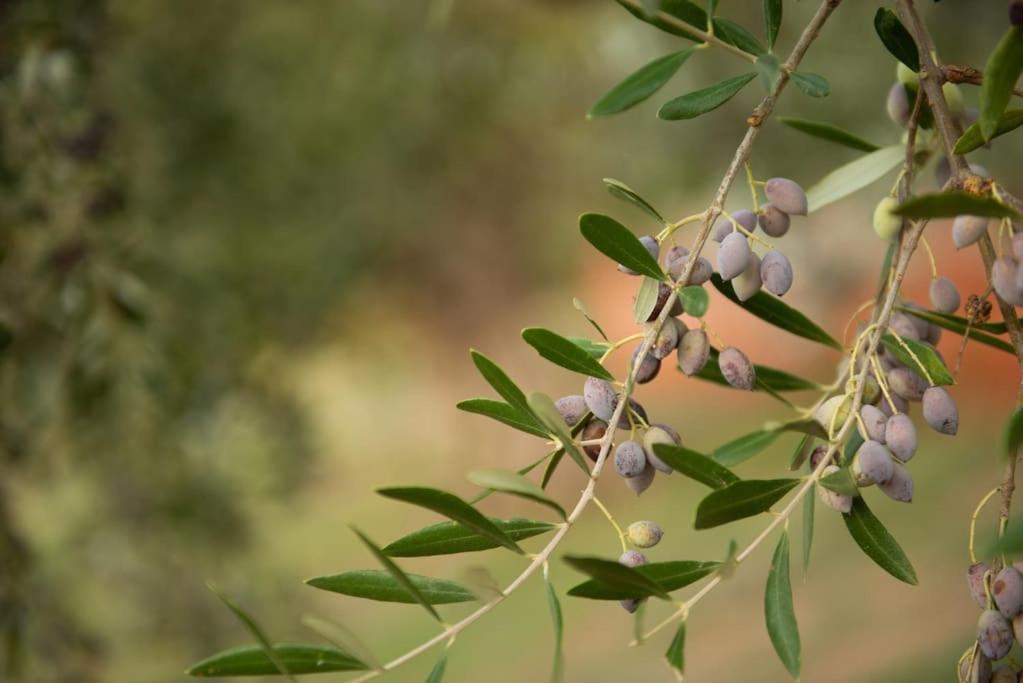 Όμορφο Παραθασυγκρότημα Ενοικιαζόμενων Καταλυμάτων Ως Ολόκληρος Χώρος - Chrani, Ελλάδαλάσσιο Διαμέρισμα Exterior foto